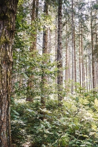 Bäume im Hausruckwald